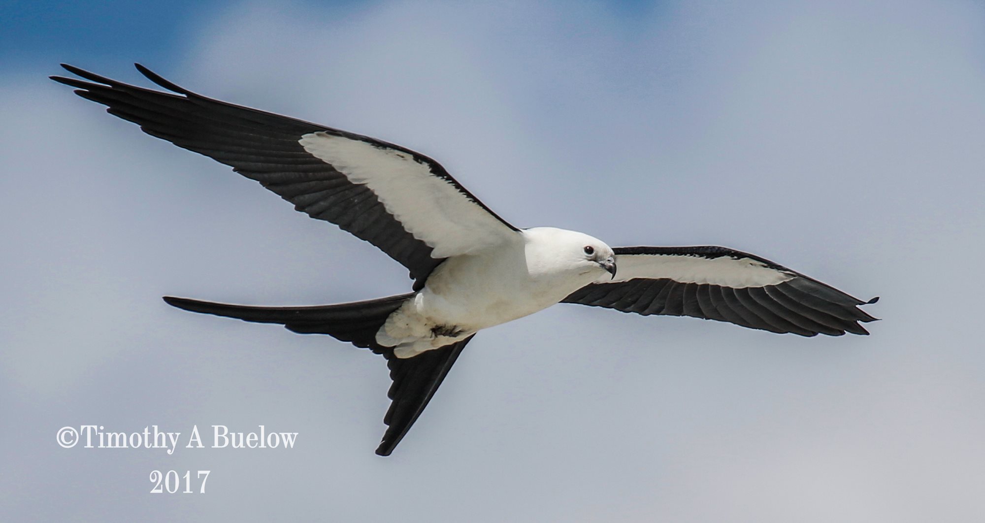 Swallow_Tailed_Kite