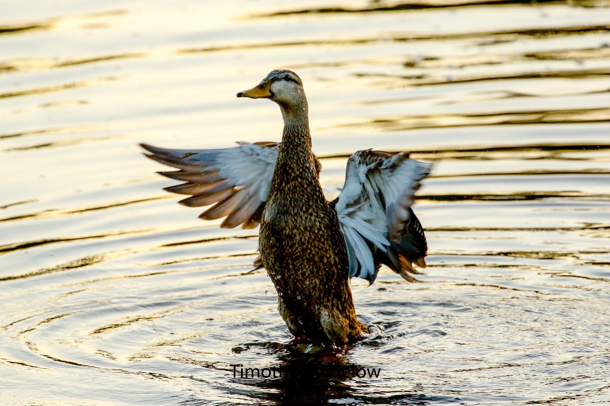 Mottled_Duck-4