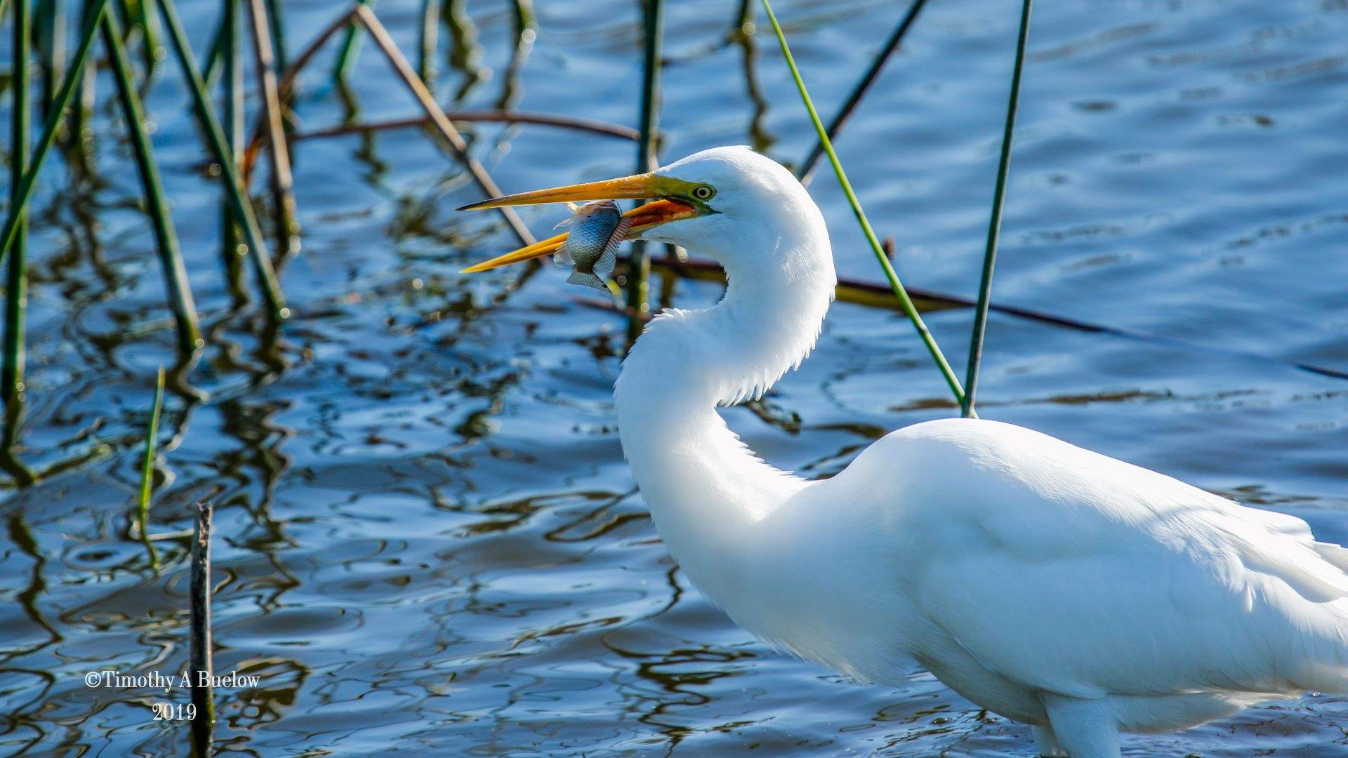 Home_Nature_Photo_Gallery_Great_White_Heron_1