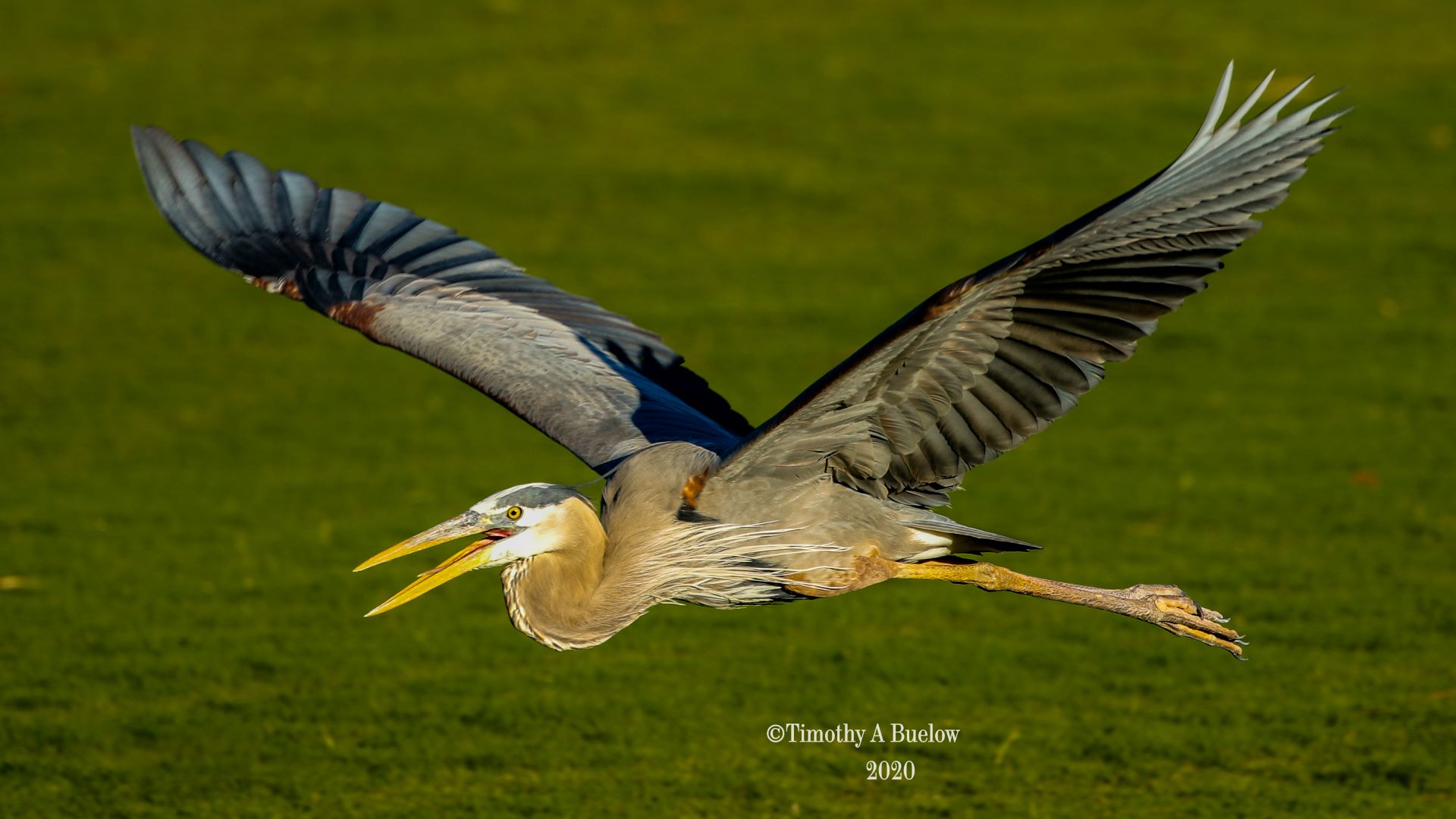 Home_Nature_Photo_Gallery_Great_Blue_Heron