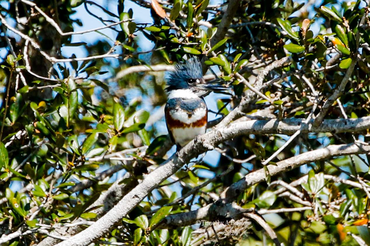 Belted_Kingfisher-1