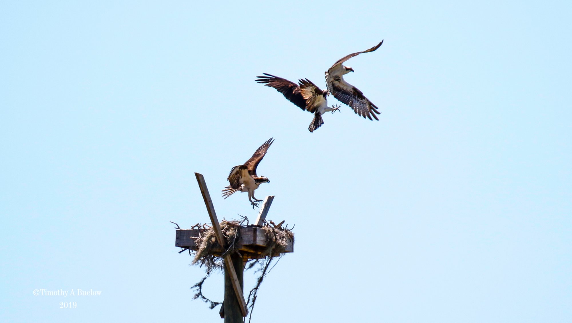 Osprey_Fight