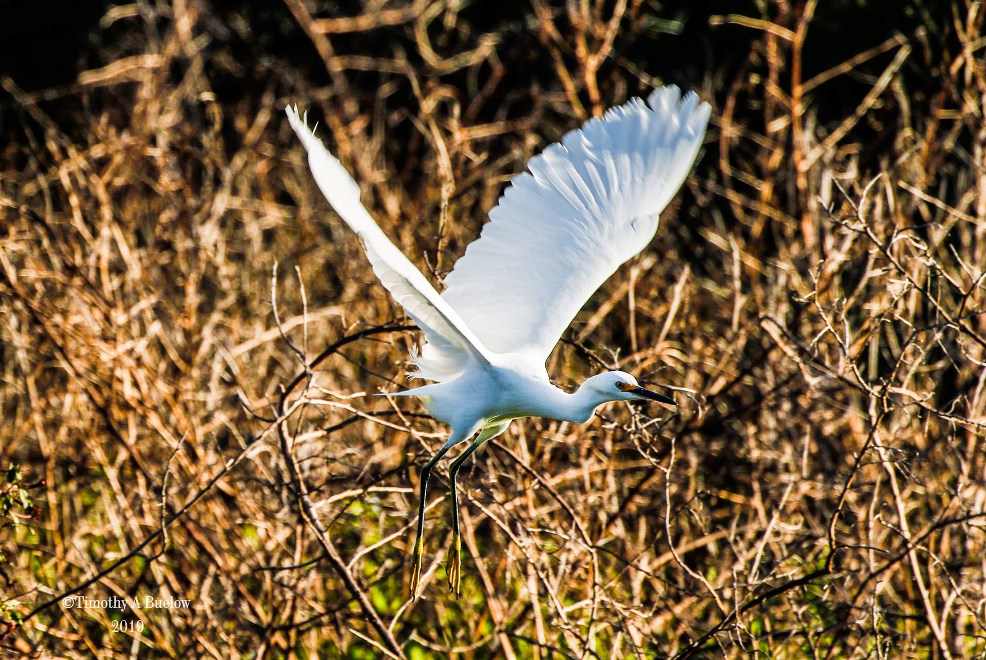 Snowy_Egret_(2)