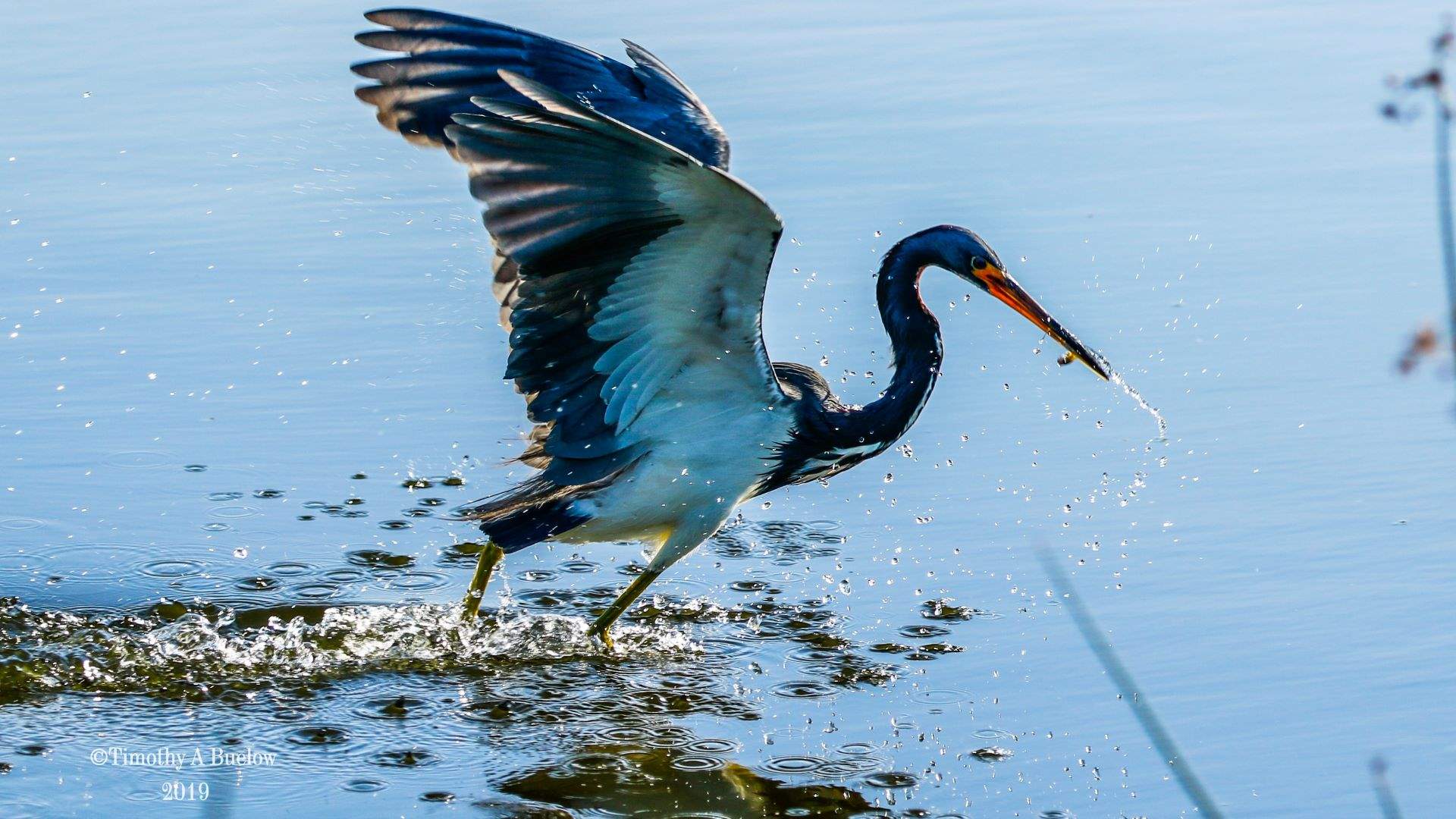 Home_Nature_Photo_Gallery_Tri-Colored_Heron-29