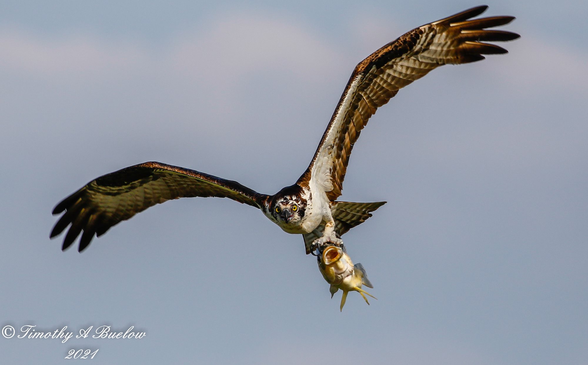 Osprey_w_fish-7