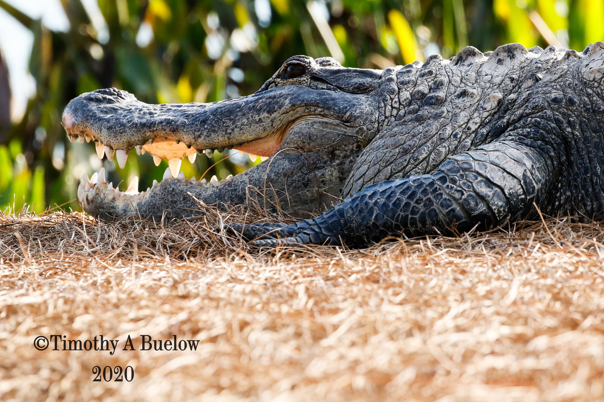 Alligator-17_(003)