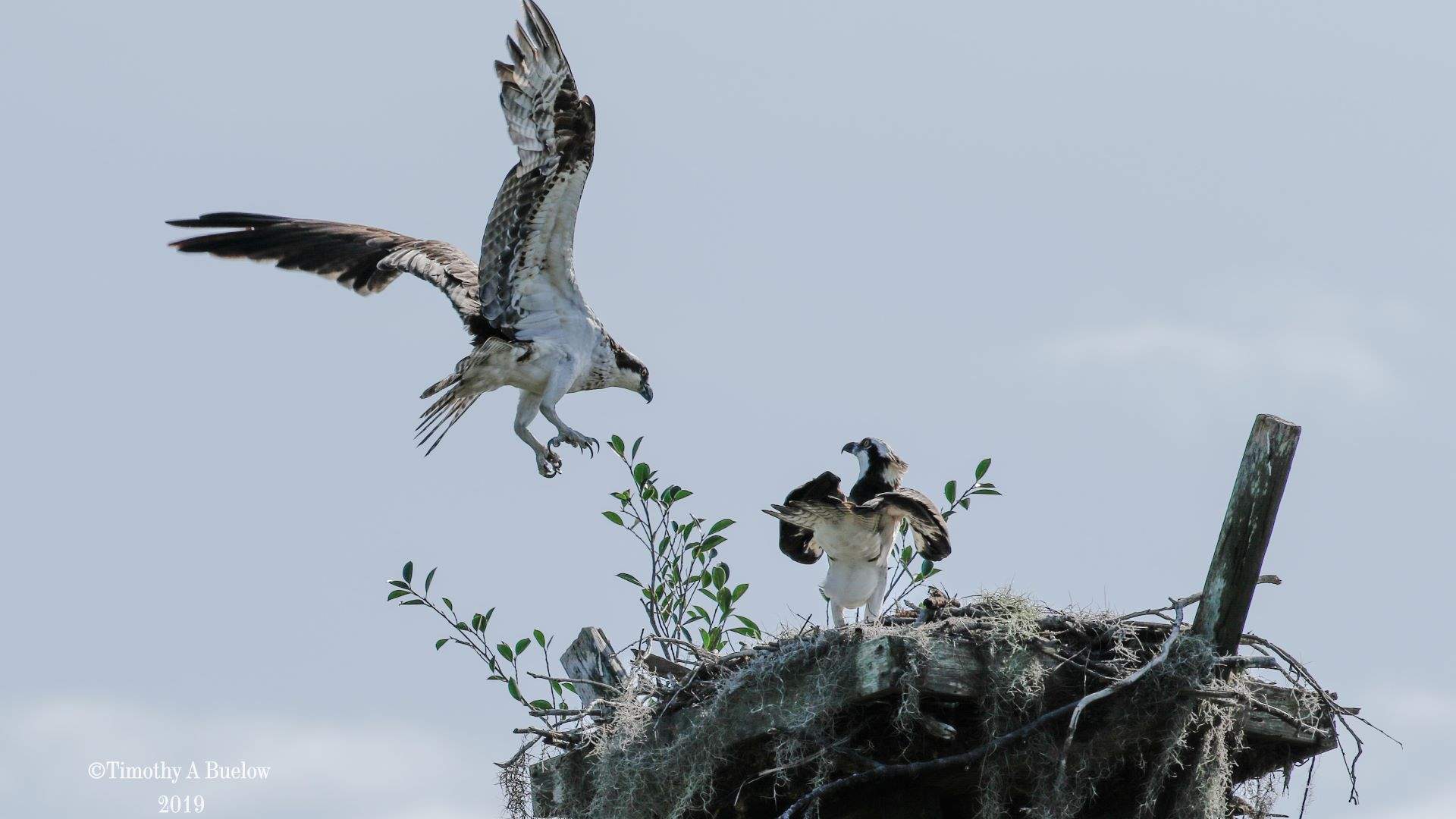 Home_Nature_Photo_Gallery_Osprey